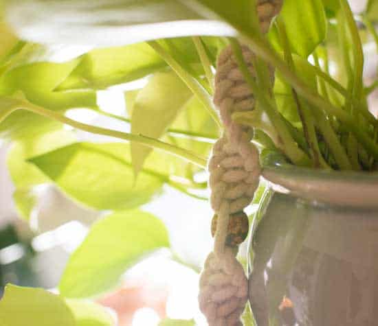 Exposure to Direct Sunlight - Why My Pothos Leaves Are Turning Yellow