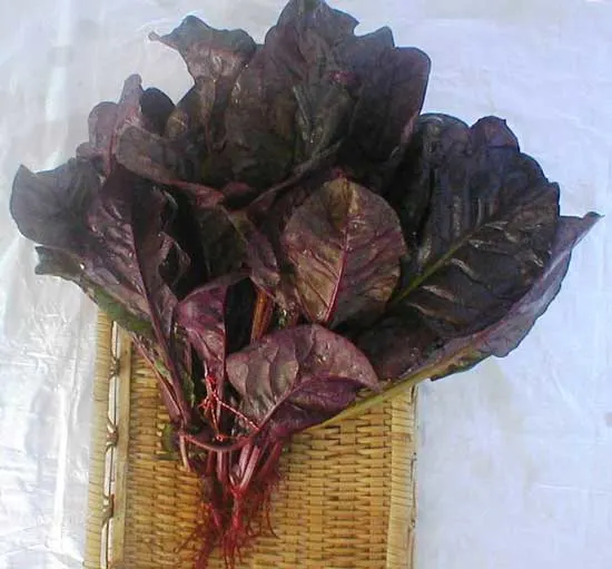 Red Spinach Red Spinach - Types of Spinach