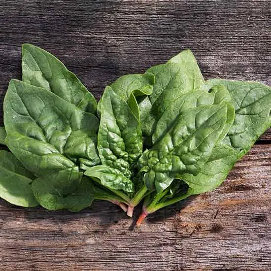 Regiment Spinach - Types of Spinach