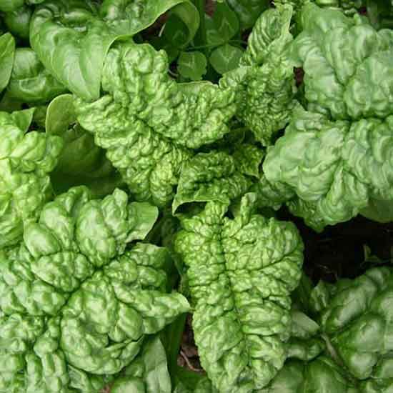 Savoy Spinach 2 Savoy Spinach 2