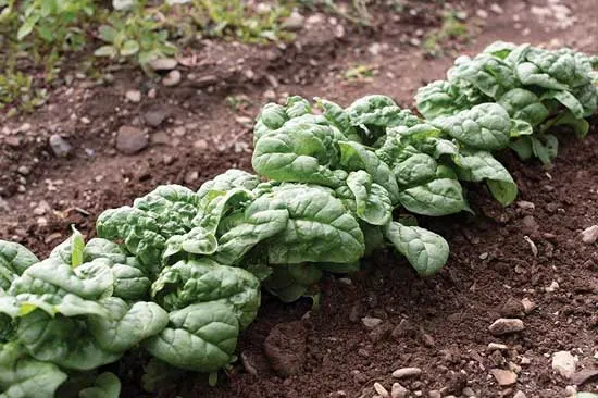 Hammerhead Spinach - Types of Spinach