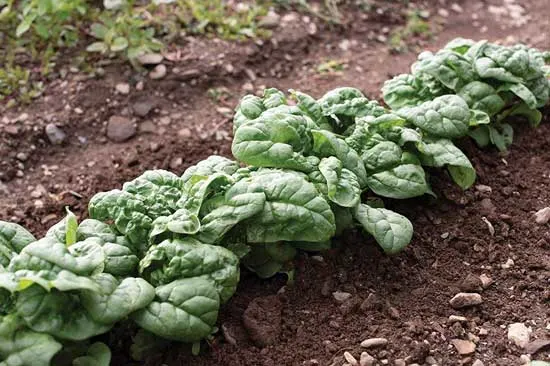 Savoy Spinach Hammerhead Spinach Savoy Spinach Hammerhead Spinach - Types of Spinach