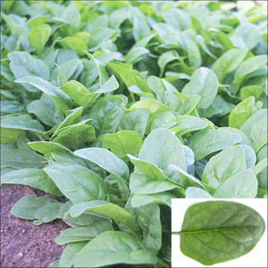 Semi Savoy Spinach - Types of Spinach