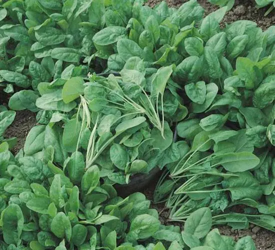 Tyee Spinach - Types of Spinach