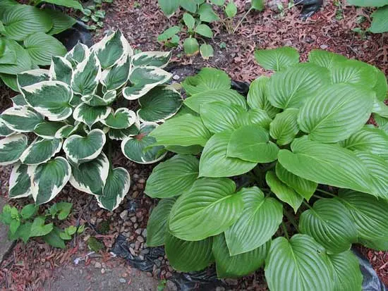 What Animals Eat Hostas What Animals Eat Hostas
