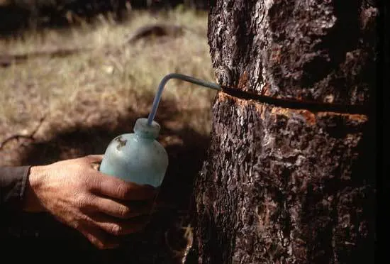 Applying herbicide to the tree - How to Kill a Tree without Anyone Knowing