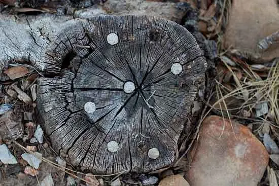 Drill Holes in Tree Roots Drill Holes in Tree Roots - How to Kill a Tree