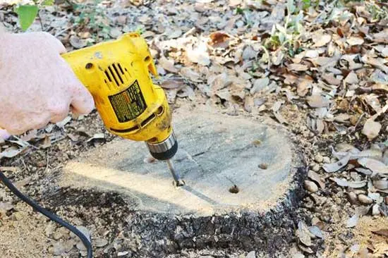 How to Killing a Tree Stump With Bleach