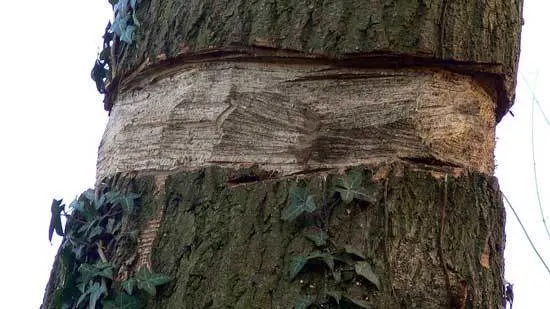 Girdling kill tree Girdling kill tree - How to Kill a Tree without Anyone Knowing