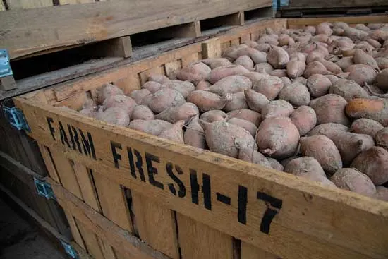 Harvested sweet potatoes - How to Store Potatoes From Garden