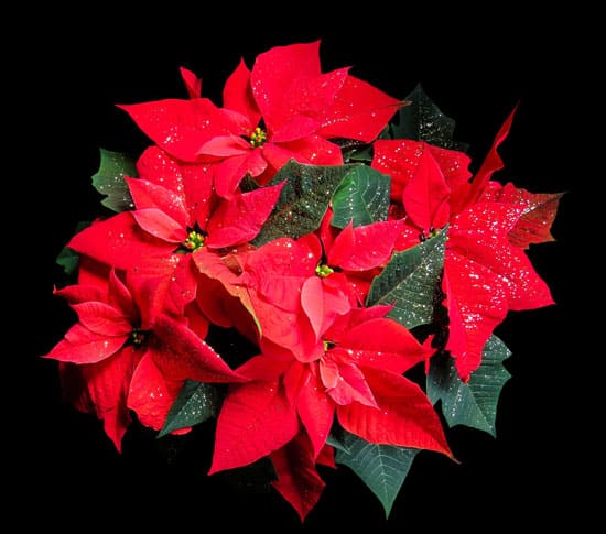 How to Water A Poinsettia