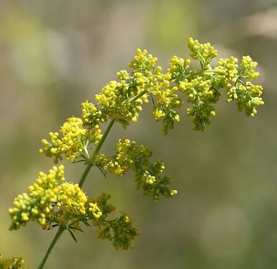 Ladys Bedstraw Galium Verum - Flowers That Start With L