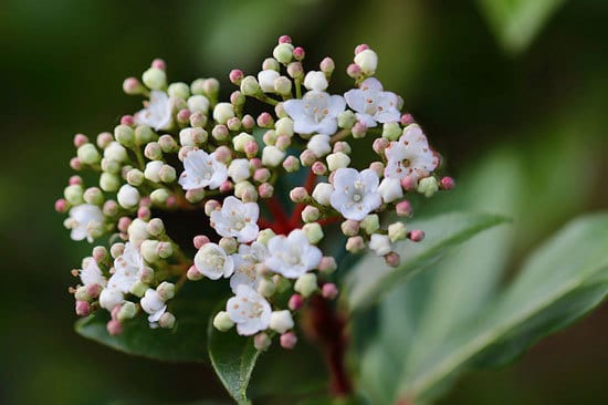 Laurestine Viburnum Tinus - Flowers That Start With L