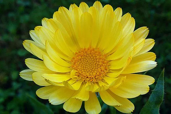Marigold Calendula - Flowers That Start With M