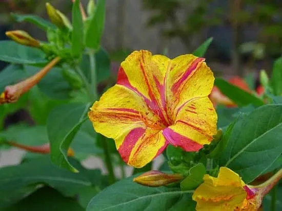 Marvel of Peru Mirabilis Jalapa - Flowers That Start With M