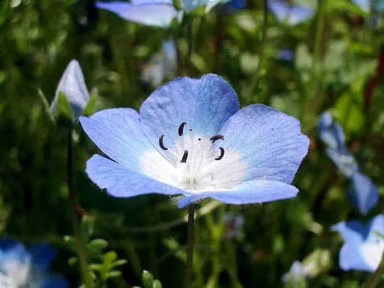 Nemophila Menziesii Nemophila Menziesii - Flowers That Start With N