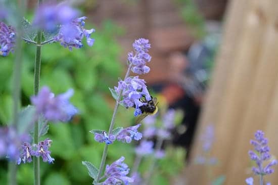 Nepeta Cataria - Flowers That Start With N