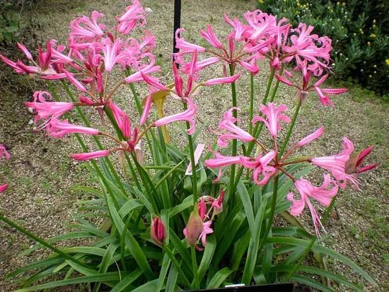 Nerine - Flowers That Start With N