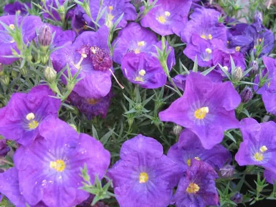 Nierembergia Hippomanica Violacea - Flowers That Start With N