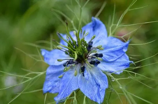 Nigella Damascena - Flowers That Start With N