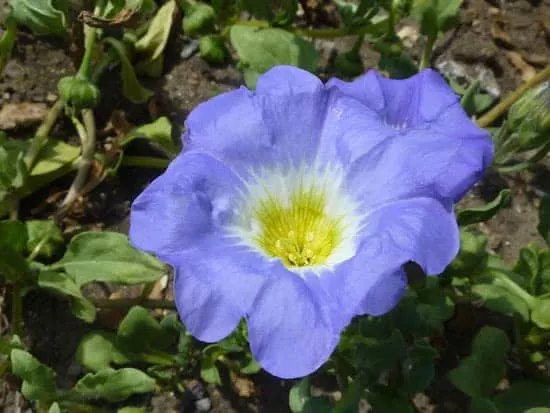 Nolana Paradoxa Nolana Paradoxa - Flowers That Start With N