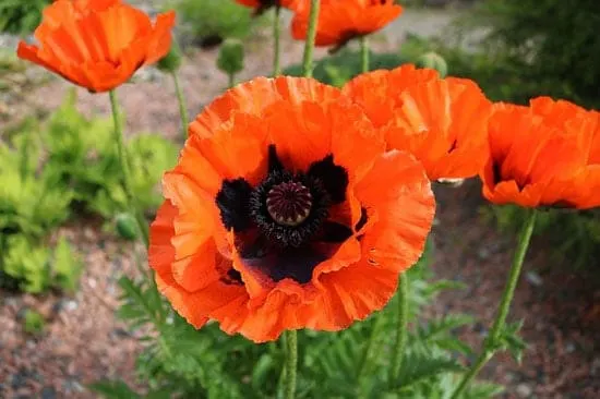 Oriental Poppy Papaver Orientale - Flowers That Start With O