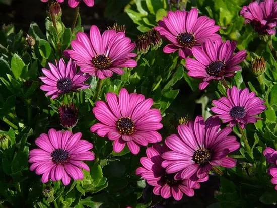 Osteospermum Cape Daisy Dimorphotheca Ecklonis - Flowers That Start With O