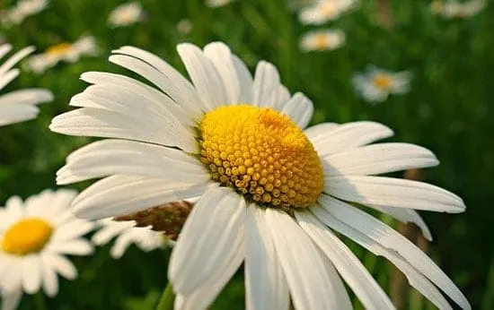 Ox Eye Daisy Leucanthemum Vulgare - Flowers That Start With O