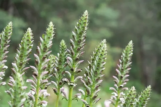 Oyster Plant Acanthus Mollis Oyster Plant Acanthus Mollis - Flowers That Start With O