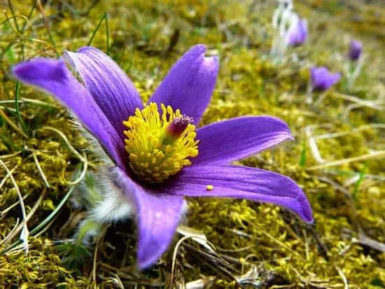 Pasque Flower Pulsatilla Vulgaris - Flowers That Start With P