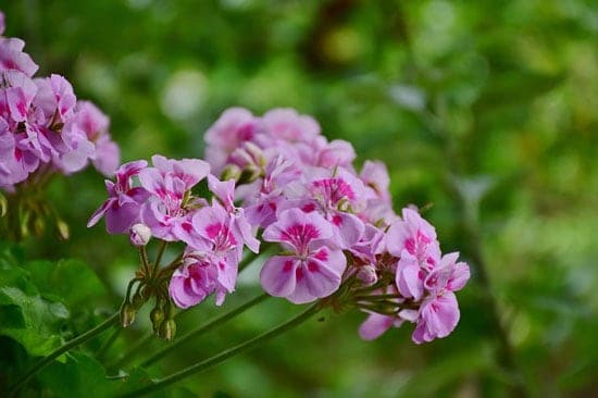 Pelargonium Cucullatum - Flowers That Start With P