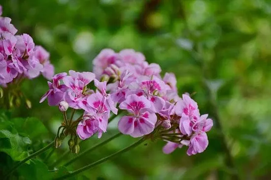 Pelargonium Cucullatum - Flowers That Start With P