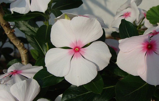 Periwinkle Catharanthus Roseus - Flowers That Start With P