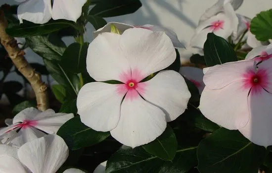 Periwinkle Catharanthus Roseus Periwinkle Catharanthus Roseus - Flowers That Start With P