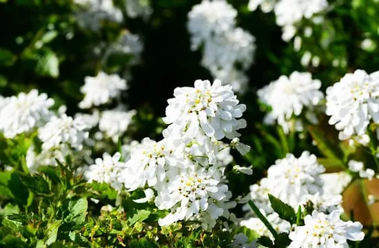 Persian Candytuft Aethionema Grandiflorum - Flowers That Start With P