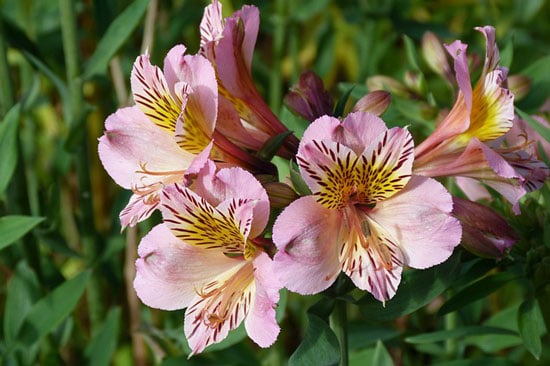 Peruvian Lily Alstroemeria - Flowers That Start With P