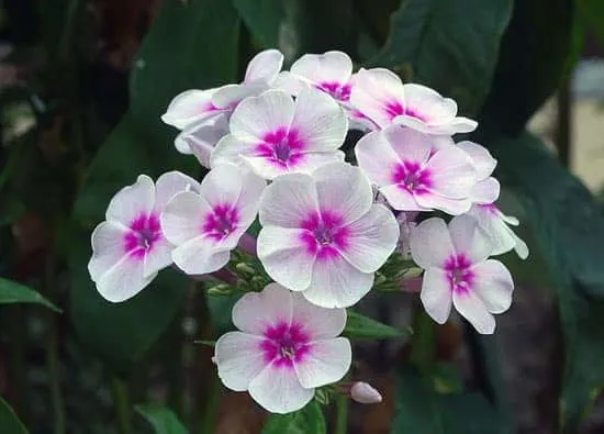 Phlox Paniculata - Flowers That Start With P