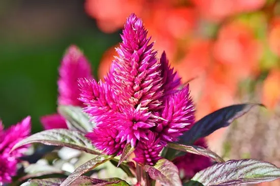 Plume Celosia Celosia Spicata Plume Celosia Celosia Spicata - Flowers That Start With P