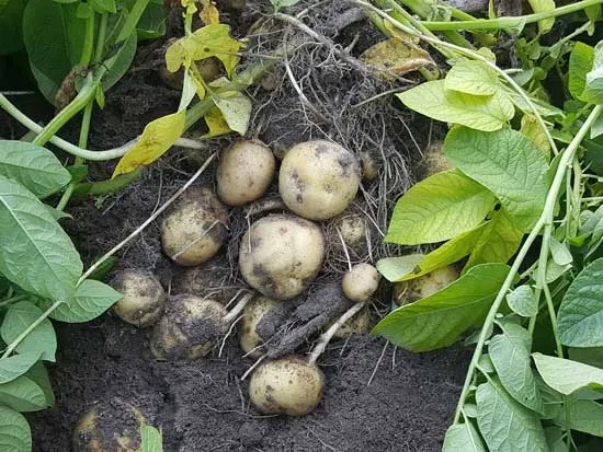 Potatoes Field Harvest - How to Store Potatoes From Garden