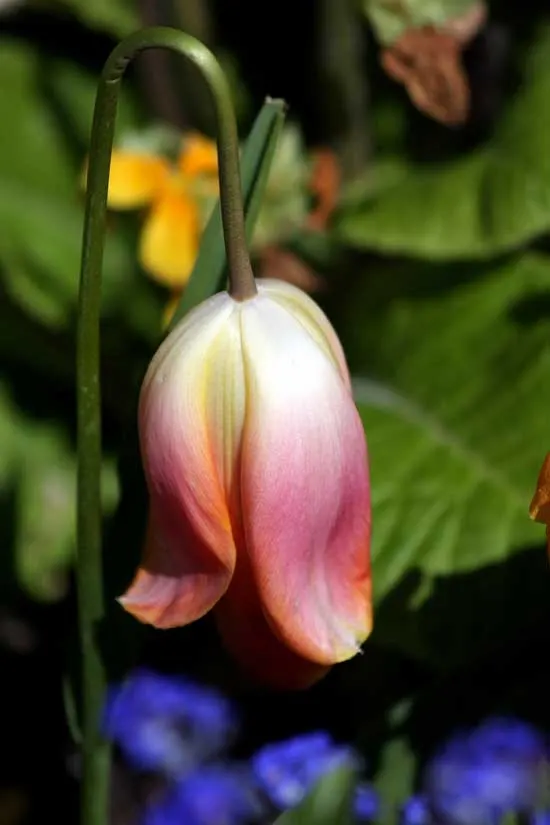 Let It Bloom - What to Do With Potted Tulips After They Bloom