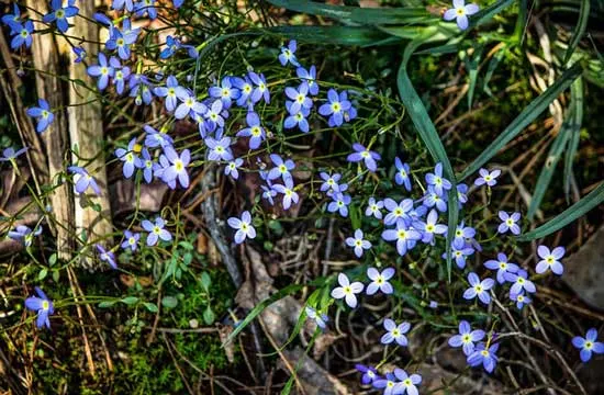 Quaker Ladies Azure Bluet Houstonia Caerulea Quaker Ladies Azure Bluet Houstonia Caerulea - Flowers That Start With Q