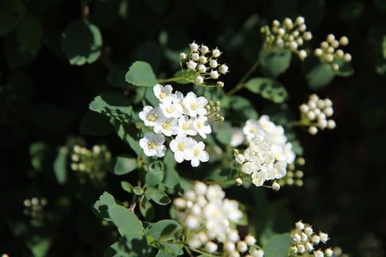 Queen of the Meadow Meadowsweet Filipendula Ulmaria - Flowers That Start With Q