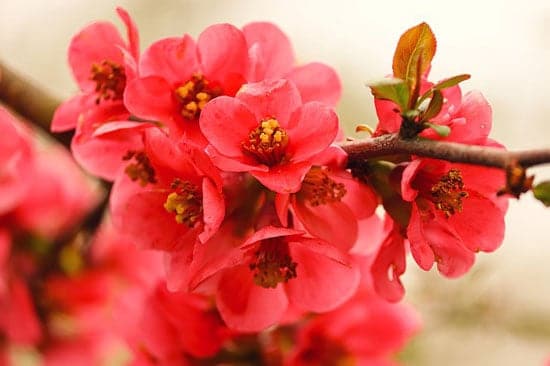 Quince Flower Chaenomeles Speciosa - Flowers That Start With Q