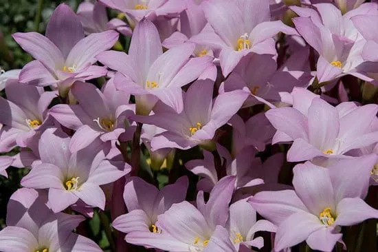 Rain Lily Zephyranthes Rain Lily Zephyranthes - Flowers That Start With R