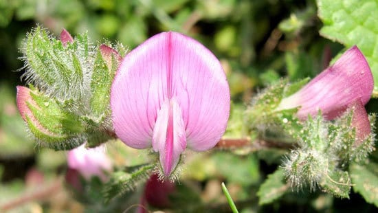 Restharrow Ononis Repens - Flowers That Start With R