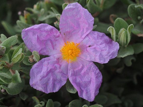 Rockrose Cistus Incanus - Flowers That Start With R