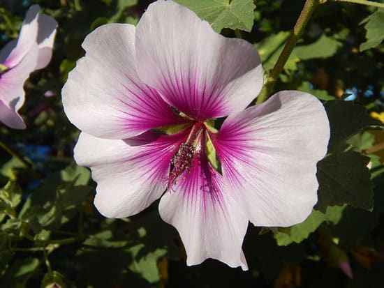 Rose of Sharon Hibiscus Syriacus - Flowers That Start With R