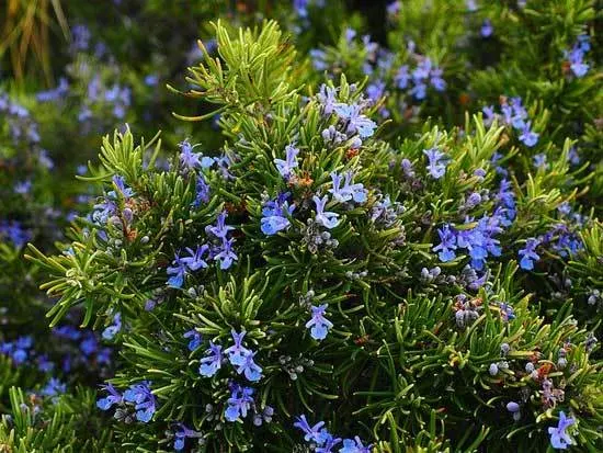 Rosemary Salvia Rosmarinus - Flowers That Start With R