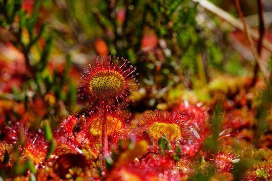Round Leaved Sundew Drosera Rotundifolia - Flowers That Start With R