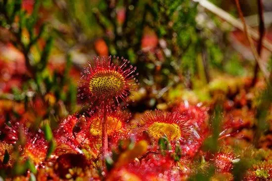 Round Leaved Sundew Drosera Rotundifolia Round Leaved Sundew Drosera Rotundifolia - Flowers That Start With R